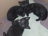 Katzenbabys zu verkaufen - Aidenbach