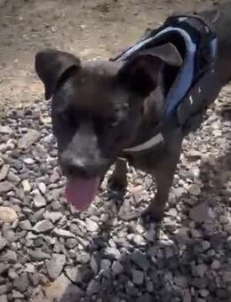 Senna sucht ihr Zuhause - Vechelde