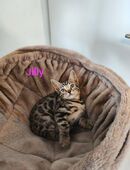 Reinrassige Bengal Kitten mit Stammbaum in 78086