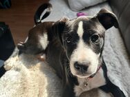 Dany sucht ein Zuhause - Wiesbaden