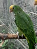 junge Amazone in 04651