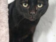 Chance für liebe schwarze Lady Pétalo - Bad Camberg