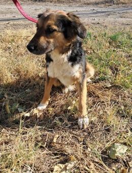 🌟Vergessener Schatz Niko🌟 - Eislingen (Fils)