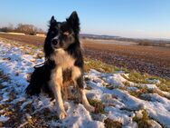 Border Collie Deckrüde (nicht zum Verkauf) - Gunzenhausen