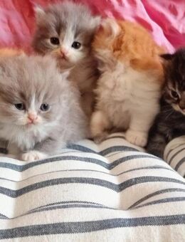 Wunderschöne BLH Kitten - Dortmund Hafen