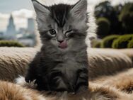 Maine coon kitten - Am Mellensee