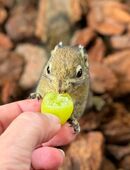 Baumhörnchen Streifenhörnchen in 46459