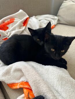 🐾 Zwei schwarze Katzenkinder suchen gemeinsam ein liebevolles Zuhause 🐾 - Tann