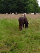 Biete Offenstallplatz mit Weidegang in netter Stallgemeinschaft in 29614