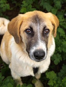 Zauberhafter CAMEL sucht seine Familie - Sandhausen