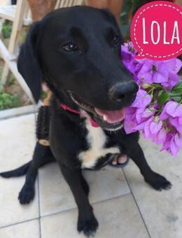 Wunderhübsche Lola sucht aktive Menschen - Flörsheim-Dalsheim