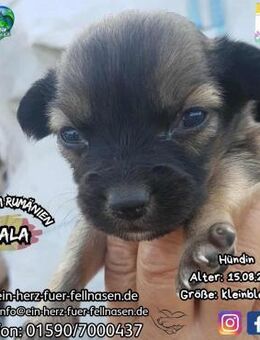 NALA - eine von 6 Wonneproppen - Waakirchen