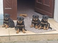 Rottweiler Welpen - Drechow