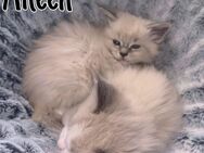 3 Main Coon Kitten - Gemünden (Main)