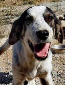 MAILO - sucht sein Happy End - Aerzen