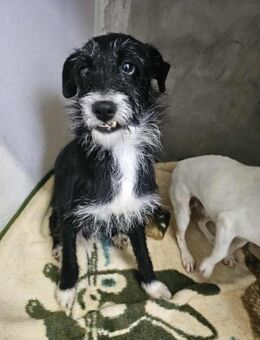 Kuschelmaus Fifi - Eichenzell