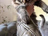 Drei süße Kitten suchen ein liebevolles Zuhause! - Porta Westfalica Eisbergen