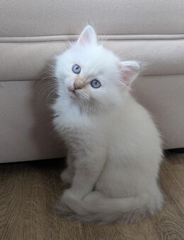 Neva Masquarade Heilige Birma Kitten - Nimshuscheid