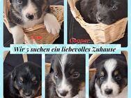 8 Aussidor (Australien Shepherd/Labrador)Welpen aus liebevoller Familienaufzucht - Moßbach