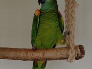 Gelbflügel-Blaustirnamazone Papagei - Dülmen