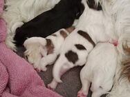 Bolonka/Maltipoo Welpen - Remscheid