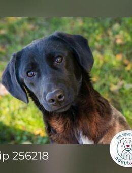 Chip 256218: Hundekind sucht ein Zuhause - Kirchzell