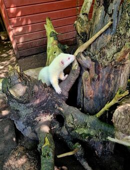 Frettchen Rüde 7 Monate - Hagenow