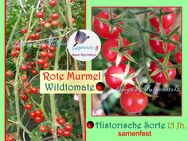 ♥ Ur Wild Tomate Rote Murmel 15 Jh. Freilandsorte 15 Samen Alte Sorte,Tulpenstolz,samenfest - Hamburg