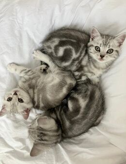 Bkh kitten Britisch Kurzhaar Black Silver Whiskas Kätzchen - Lohne (Oldenburg)