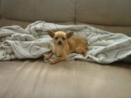 Süße Chihuahua Hunde - Riedlingen Zentrum