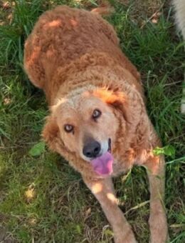 Filomenia 💛💛💛 möchte geliebt werden - Herxheim (Landau)