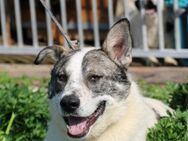 Moscu - kinderlieber Familienhund❤️ - Lohra