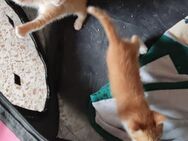 Katzengeschwister Luke & Leia suchen.. - Karlsruhe