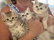 Entzückende BKH Kitten suchen liebevolles Zuhause - Bad Soden (Taunus)