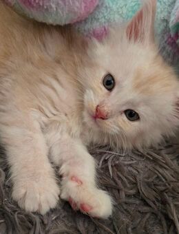 Reinrassige Maine-Coon kitten ab Oktober - Ferdinandshof