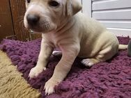 7 süße Weimaraner Labrador Mix Welpen in frühestens 5-6 Wochen abzugeben - Rahden