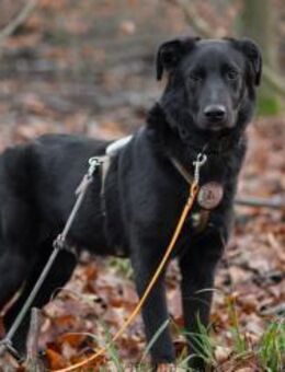 Coro süßer Junghund - Kallmünz