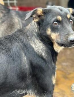 Magda mit den Schlappöhrchen 🐾 - Elsdorf (Nordrhein-Westfalen)