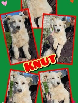 Süßer Knut sucht helfende Hand! - Nürnberg