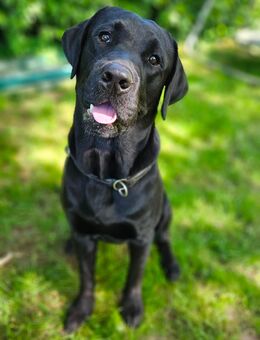 Hübscher Labrador Deckrüde - Wadersloh