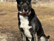 Lulu ein tolles Hundemädchen - Augsburg