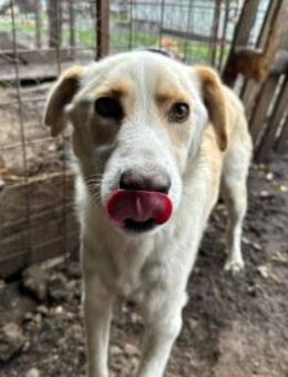 Cloud ist eine ruhige Seele 🐾 - Elsdorf (Nordrhein-Westfalen)