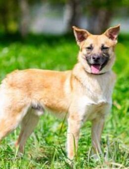 Vorsichtiger Punsch sucht seine Menschen - Duisburg