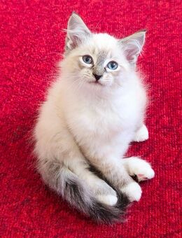 Sibirische Waldkatze - Neva Masquarade - Kitten - Katzenbabys - Kaetzchen - Berlin