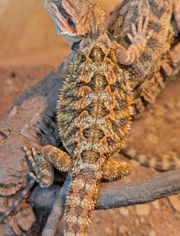 Bartagame Pogona Vitticeps von 08-2025 - Brühl (Nordrhein-Westfalen)