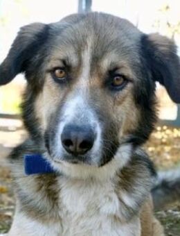 Junghund HERMES sucht ein Zuhause - Sehnde