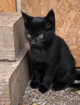 3 süße Katzenmädchen - Erfurt