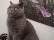 Bkh Kater (4) kastriert, geimpft, gechippt - Glanbrücken