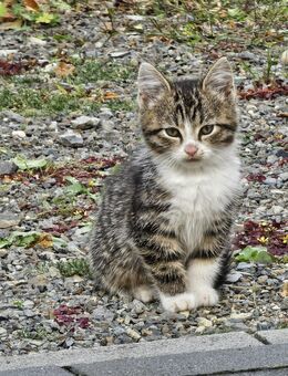 Kleine Mieze sucht ein neues Zuhause - Ortrand