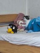 Kater sucht ein ruhiges Zuhause in 67227